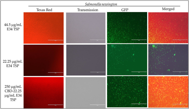 Immunofluorescence analysis of S. Newington (SN) treated to low concentrations of E34 TSP; 44.5 μg/ml, 22.25 μg/ml, and a combination treatment of 250 μg/ml CBD extract +22.25 μg/ml E34 TSP. The immunofluorescence images showed that the combination treatment (CBD extract and E34 TSP) had poorer membrane disruptive activities against S. Newington as compared to the monotreatment with E34 TSP.