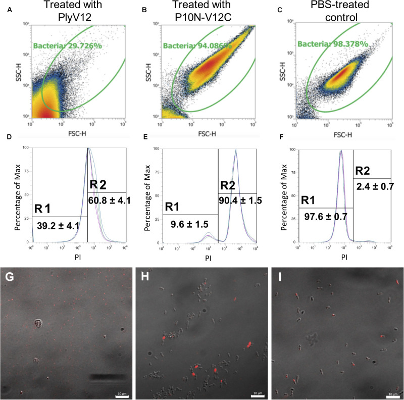 The effect of lysin treatment on E. faecium. FSC-SSC dot plots of E. faecium strain A3 cells upon treated with PlyV12 (A), P10N-V12C (B), and PBS treatment (C). (D–F) The corresponding histogram displaying percentage of gated cells with PI uptake. PI-negative and PI-positive cells are labeled with R1 and R2, respectively. Confocal microscopy images of the E. faecium cells with treatment of PlyV12 (G), P10N-V12C (H) and PBS as control (I). Cells with PI uptake were detected as red fluorescence signals. White bars indicate 10 μm.