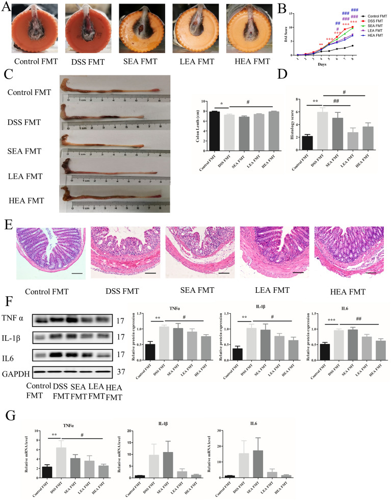EA FMT alleviated colitis. A A representation of rectal bleeding in mice at Day 8. B Disease activity index scores from Day 1 to Day 8. C Colon length of mice. D Histological scores. E Representative HE staining images. Scale bar = 100 μm. F Colonic protein levels of TNFα, IL1β and IL6. G Relative mRNA expression of colonic TNFα, IL1β and IL6. Data are expressed as the mean ± SEM (n = 12 mice per group in B, C, n = 6 mice per group in D, F, G *P < 0.05, **P < 0.01, ***P < 0.001 vs. the control FMT group; #P < 0.05, ##P < 0.01, ###P < 0.001 vs. the DSS FMT group)