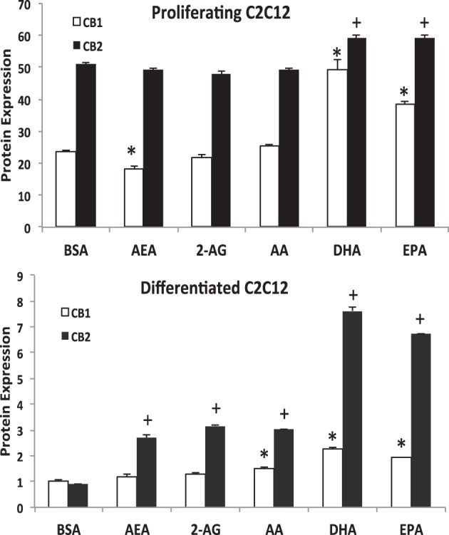 Western blot analysis of CB1 and CB2 expression in proliferating and differentiated C2C12 myoblast cultures treated with PUFA and EC. C2C12 cultures were treated with 25 μM of respective treatments for 24 h. The bars are the means ± SD (error bars) of 2 experiments performed in triplicate. The asterisk (*) signifies difference compared to the BSA control for CB1 while the plus sign (+) indicates difference compared to the BSA control for CB2. In proliferating cells compared to the BSA vehicle control, DHA and EPA values for both receptors were higher; CB1 was lower in the AEA treatment. In differentiating cells compared to the BSA vehicle control, all treatments showed higher CB2 protein expression but only AA, DHA and EPA treatments were higher for CB1.