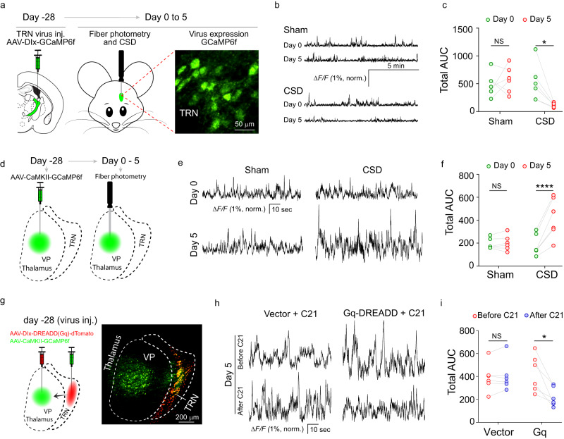 Decreased neural activity in the TRN after CSD.a–c Neural dynamics in the TRN before and after CSD. a Experimental diagram of the experiment used to study neural dynamics in the TRN. Mice in the sham and CSD groups (n = 6 mice) were injected with AAV-hDlx-GCaMP6f into the TRN and maintained for 4 weeks to allow virus expression. Fiber photometry recording was performed on day 0 and day 5. The fluorescence picture shows virus expression in the TRN. b Sample traces of calcium signals in the TRN. c Statistical analysis of the area under the curve for calcium traces in the sham and CSD groups (n = 6 mice, Day 0 vs day 5 CSD p = 0.0147); *p < 0.05, two-sided paired t test. d–f Calcium dynamics in the VP. d Diagram of the experiment used to study neural dynamics in the VP. Mice in the sham and CSD groups (n = 6 mice) were injected with AAV-CaMKII-GCaMP6f into the VP and maintained for 4 weeks to allow virus expression. Fiber photometry recording was performed on day 0 and day 5. e Sample traces of calcium dynamics in the VP. f Statistical analysis of the area under the curve of calcium traces in the sham and CSD groups (n = 6 mice, Day 0 vs day 5 CSD p < 0.0001). Two-sided paired t test. g–i Chemogenetic activation of the TRN attenuated CSD-induced VP hyperactivity. g Experimental diagram of virus injection to the TRN and VP. AAV-hDlx-Gq DREADD-dTomato (n = 6 mice) or AAV-hDlx-dTomato vector control (n = 6 mice) was injected into the TRN. AAV-CaMKII-GCaMP6f was injected into the VP of all mice. Four weeks were allowed for virus expression. Fiber photometry was performed to measure neural activity in the VP. A representative image of virus expression is shown. h Sample traces of neural activity in the VP after 5 sessions of CSD (before and 30 min after C21 administration). i Statistical analysis of the area under the curve of calcium traces before and after C21 administration (n = 6 mice, Gq before vs after C21 p = 0.0312). Two-sided paired t test. * p < 0.05. Source data are provided as a Source Data file. AUC area under the curve.