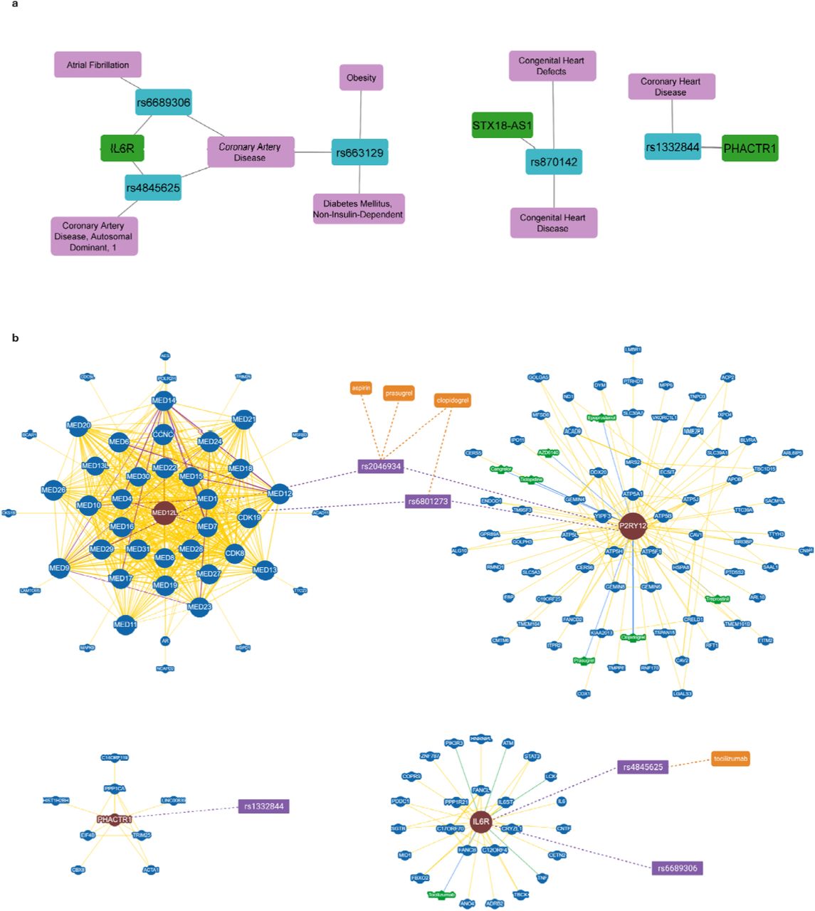(a) Network visualization of the count-part SNPs and their association with diseases according to DisGeNET database. The disease annotations, the SNPs, and the genes corresponding to the SNPs are depicted in purple, blue, and green round rectangles, respectively. The network was constructed using Cytoscape tool. (b) Gene-gene interaction network of the genes associated with the count-part SNPs and their interaction genes, as retrieved by BioGRID database. The genes associated with the count-part SNPs and their interaction genes are depicted in round red and blue shapes, respectively, while the SNPs in purple rectangles. Larger node sizes indicate higher connectivity, while thicker edge sizes represent stronger evidence supporting the association. Drugs associated with the SNPs, according to PharmGKB variant annotations, are depicted in orange round rectangle shapes and the chemical interactions of the genes, according to BioGRID database, are shown in green round shapes.