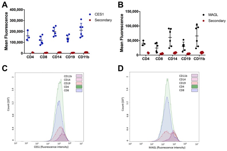 CES1 and MAGL are more highly expressed in monocytes than in lymphocytes. Commercially obtained PBMCs were stained extracellularly for various cell populations (monocytes, CD14 or CD11b), T cells (CD4 or CD8), and B cells (CD19)) and intracellularly for CES1 (A,C) or MAGL (B,D). Significantly more fluorescence was detected between the primary antibodies (CES1 or MAGL) than for the secondary antibody alone (A,B). p < 0.5 by two-way analysis of variance for all cell populations except MAGL intracellular staining of CD4+ T cells (p = 0.1158), CD8+ T cells (p = 0.2618), and CD19+ B cells (p = 0.0723). Representative histograms from one donor are provided in (C,D).