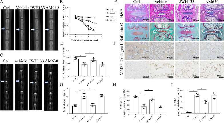 CB2 Activation alleviates IVDD in vivo. SD rat coccygeal Co 7–8 vertebrae were punctured and treated with JWH133 and AM630. A Representative X-ray images of rats in the 4 groups (Control, Vehicle, JWH133, and AM630). B Quantitative analysis of DHI at different time points after the operation (*p < 0.05 compared with Vehicle group). C Representative MRI image of rats in the 4 groups. D Quantitative analysis of IVD optical density (*p < 0.05). E H&E and safranin O staining of the 4 experimental groups, scale bar, 1000 μm. F Representative IHC images of collagen II and MMP3 in the 4 experimental groups, scale bar, 1000 μm. G Quantitative statistics of the histological scores. H, I Quantitative analysis of the positive staining area for collagen II and MMP3 (p < 0.05). (n = 10 Independent experiments)