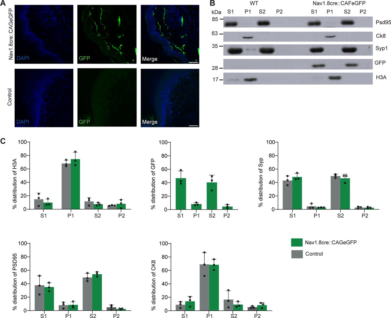 Presence of nociceptive nerve terminals during fractionation.(A) Immunohistochemical detection of NaV1.8 positive fibers using an antibody against GFP and DAPI in the longitudinal epidermal section of P28 wild type and NaV1.8cre::CAGeGFP mice. Scale bar 50 µm. (B) Representative immunoblot of enrichment of synaptic markers, PSD95, Syp, and GFP in the S2 fraction. (C) Quantification of synaptic, nuclear, and GFP protein in different fractions after subcellular fractionation in (B). Data are meanL±Ls.d. of nL=L3 biological replicates.