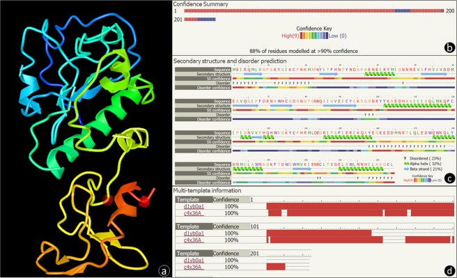 Predicted protein structure of PlyPl23 lysin. The protein structure of PlyPl23 was predicted using Phyre233. (a) A 3D model, ribbon diagram, coloured by rainbow N to C terminus of PlyPl23, showing the two separated functional domains (EAD at the top and CBD at the bottom) connected by a linker (beginning of the yellow colour). The red cubes correspond to residues E161 and C223 (ahead identified as the beginning and the end of the CBD). (b) Colour-coded confidence summary of the predicted model by residue showing that 88% of the residues were modelled with more than 90% confidence. (c) Predicted secondary structure (alpha helixes and beta strands) and disordered regions, colour coded by confidence level. (d) Multi-template information for the modelled protein structure. Two templates were selected to model the protein based on heuristics to maximise confidence, percentage identity and alignment coverage. The table indicates where the sequence was covered by each template, colour-coded by the confidence of the match to that template overall. 27 residues were modelled by ab initio which is highly unreliable.