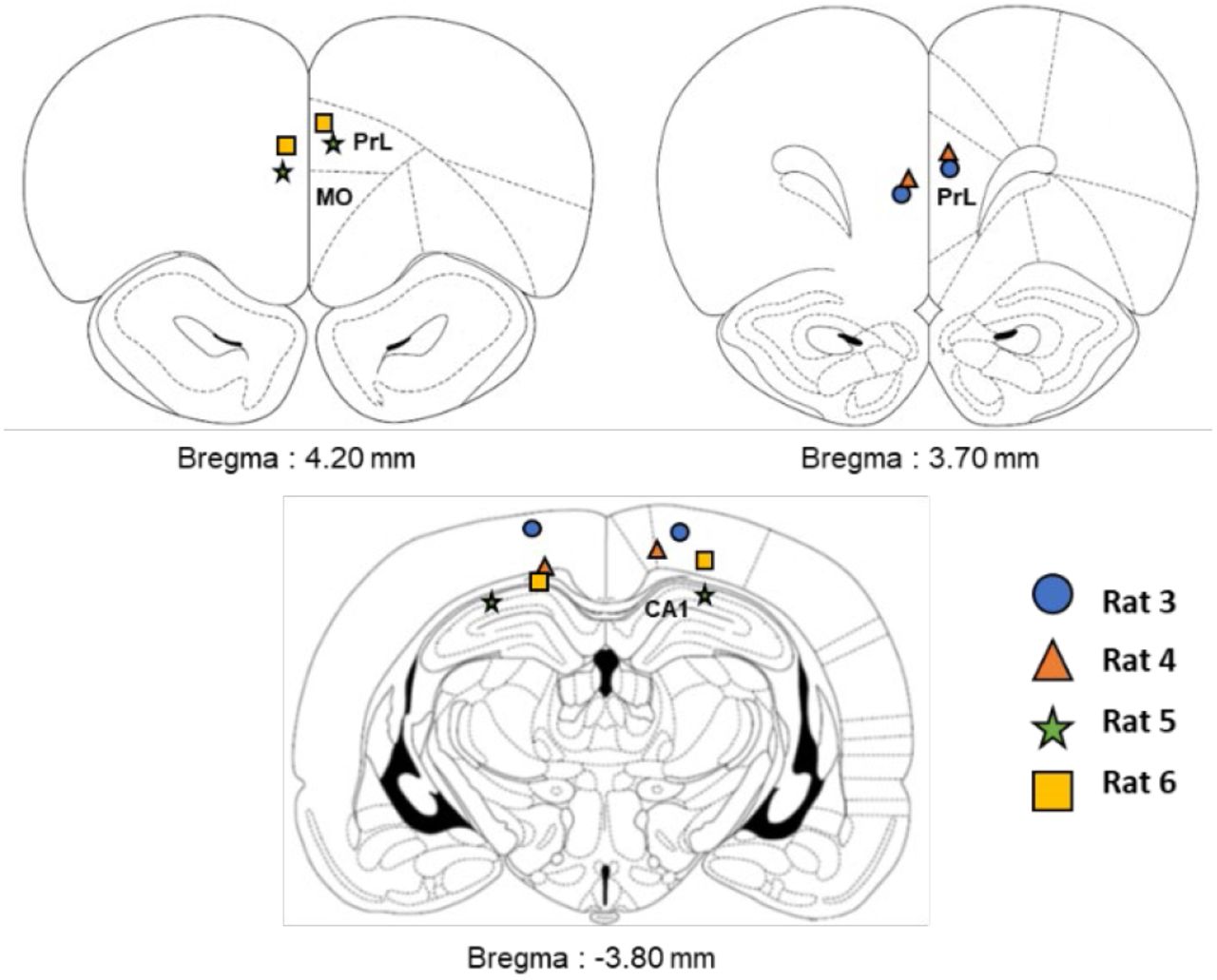 Placement of electrodes after histological confirmation. Rat 3 did not reach the hippocampus and was only included for analysis of sleep stages and cortical events. All the other rats had at least one electrode with ripples.
