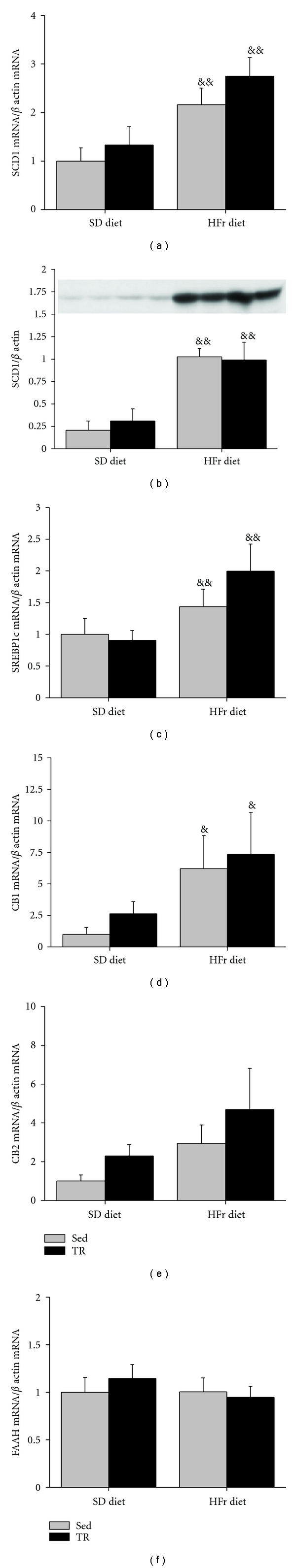 Gene expression of hepatic stearoyl-CoA desaturase1 (SCD1), sterol regulatory element-binding protein1c (SREBP1c), endocannabinoid receptors (CB1 and CB2), fatty acid amide hydrolase (FAAH), and protein content of liver SCD1 relative to β-actin in sedentary (Sed) and trained (TR) rats submitted to a fast/refeeding protocol. Animals were fed a standard (SD) diet during 7 wks and thereafter were starved for 24 h and fed with the SD diet for 24 h and starved for another 24 h and then fed with the SD or the high-fructose (HFr) diet 24 h prior to sacrifice at the end of the 8th week. Values are means ± SE with n = 10 rats/group except for SCD1 protein level (n = 4–6 rats/group). &: significantly different from corresponding values under the SD diet, P < 0.05, &&: P < 0.01.