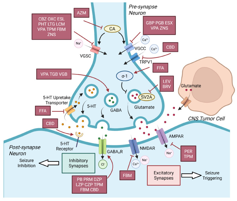 Mechanism demonstration of AEDs’ seizure control targets. VGSC blockers (CBZ, OXC, ESL, PHT, LTG, LCM, VPA, TPM, FBM and ZNS), VGCC blockers (GBP, PGB, ESX, VPA, ZNS), and TRPV1 blocker (CBD) inhibit influx of Na+ and Ca2+ thus suppress the excitement and conduction of neurons. Glutamate secreted by pre-synapse neurons and CNS tumor cells triggers epileptic seizures by activating AMPAR and NMDAR on post-synapse neurons. LEV, BRV and FFA hinder the glutamate secretion of pre-synapse neurons as LEV and BRV directly bind to SV2A and FFA activates σ-1 receptor. Inhibition of AMPAR (by PER and TPM) and NMDAR (by FBM) lowers down glutamine’s excitatory effect on post-synapse neurons. GABA and 5-HT work for inhibitory synapses and pose antiseizure properties. VPA, TGB and VGB promote secretion of GABA. PB, PRM, DZP, LZP, CZP, TPM, FBM and CBD promote GABAAR. FFA elevates concentration of 5-HT in synaptic cleft by blocking 5-HT reuptake transporters, and CBD activates 5-HT receptor, thus magnifies 5-HT’s inhibition on neuron excitability. Abbreviations: CNS, Central nervous system; CBZ, Carbamazepine; OXC, Oxcarbazepine; ESL, Eslicarbazepine; PHT, Phenytoin; LTG, Lamotrigine; LCM, Lacosamide; VPA, Valproic acid; TPM, Topiramate; FBM, Felbamate; ZNS, Zonisamide; VGCC, Voltage-gated calcium channel; CBD, Cannabidiol; TRPV1, Transient receptor potential vanilloid 1; GBP, Gabapentin; PGB, Pregabalin; ESX, Ethosuximide; 5-HT, Serotonin; FFA, Fenfluramine; GABA, γ-aminobutyric acid; GABAAR, GABA-A receptor; TGB, Tiagabine; VGB, Vigabatrin; GABA-A receptor; PB, Phenobarbital; PRM, Primidone; DZP, Diazepam; LZP, Lorazepam; CZP, Clonazepam; SV2A, Synaptic vesicle glycoprotein 2A; LEV, Levetiracetam; BRV, Brivaracetam; NMDAR, N-methyl-D-aspartic acid receptor; AMPAR, α-amino-3-hydroxy-5-methyl-4-isoxazolepropionic acid receptor; PER, Perampanel.