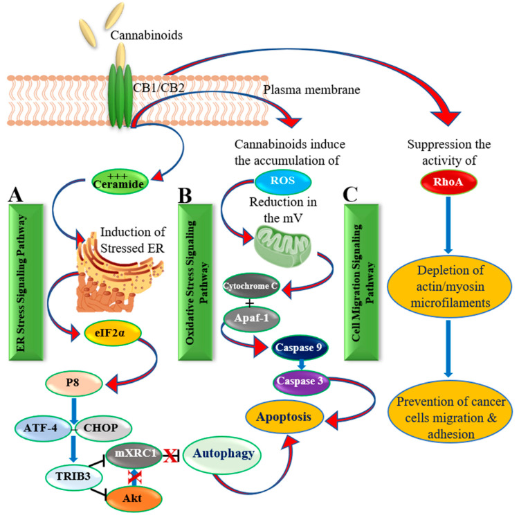 A schematic illustration shows the activation of cannabinoid receptors leading to (A). Accumulation of ceramide, which resulted in a build-up in ER stress followed by downstream signaling and induction of apoptosis; (B). Increasing the levels of ROS production followed by a reduction in the mitochondrial membrane potential and subsequent release of cytochrome c, and different caspases; (C). Inhibition of the RhoA production leading to loss of actin-myosin functionality and consequent reduction in cell migration.