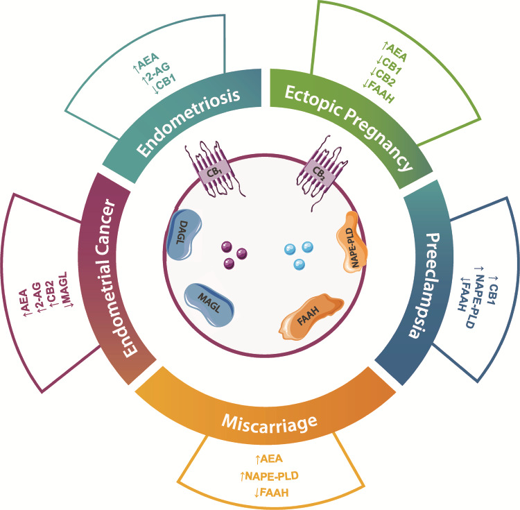 Alterations in the ECS elements in endometrial and placental diseases. Main findings regarding alterations in members of the ECS in endometriosis, miscarriage, ectopic pregnancy, pre-eclampsia and endometrial cancer. This image contains some elements adapted from the Servier Medical Art Image Bank (Servier Laboratories (Aust) Pty Ltd) licensed under a Creative Commons Attribution 3.0 Unported Licence.