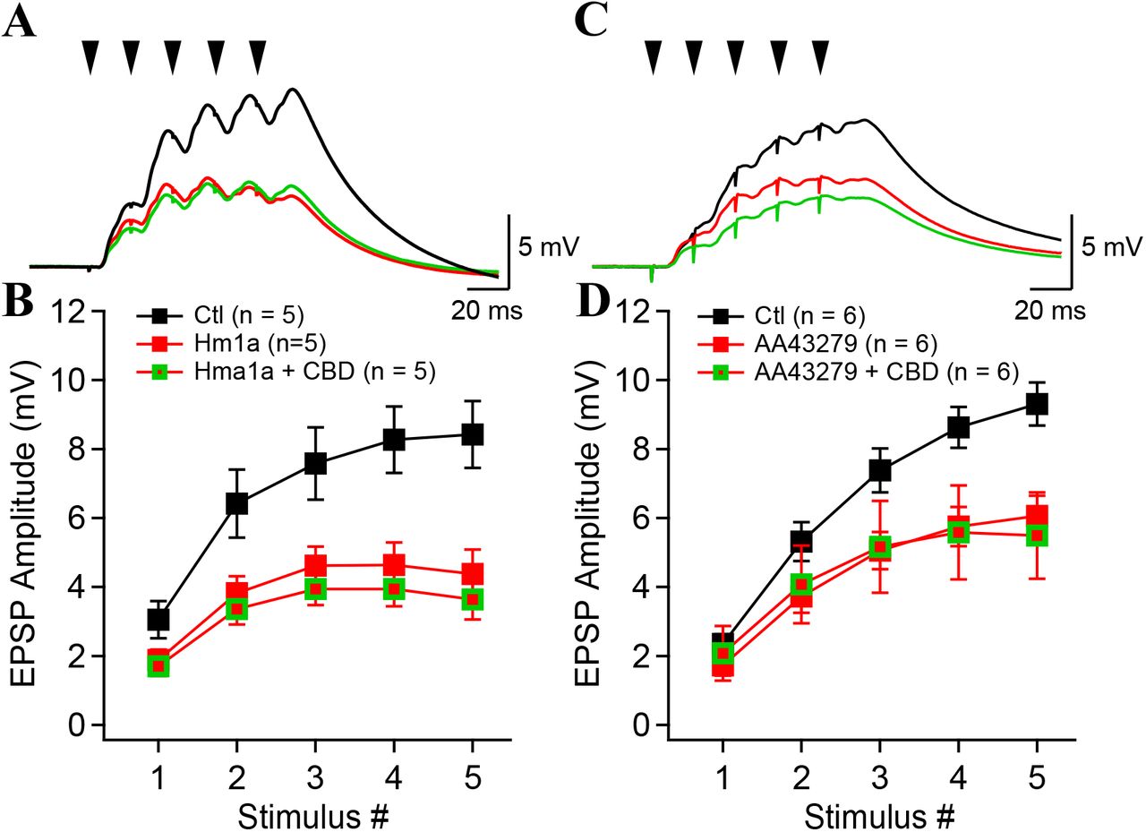 Two NaV1.1 enhancer mimic the circuit effects of cannabidiol.A, C, Examples of synaptic potentials evoked by Schaffer collateral stimulation in control condition (black), in presence of Hm1a (red, A) or AA43279 (red, C) and following the addition of CBD (green). B, D, Synaptic potential amplitude as a function of stimulus number. Colors are as in A and C.