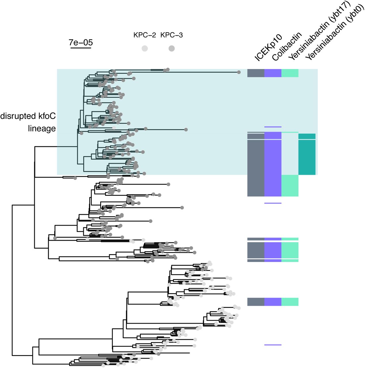 Presence/absence of genomic variants on the ICEKp10 element.The heatmap beside the ST258 phylogeny indicates variant presence/absence in a given isolate. Color indicates presence and white indicates absence. The scale bar above the phylogeny shows the branch length in substitutions per site.