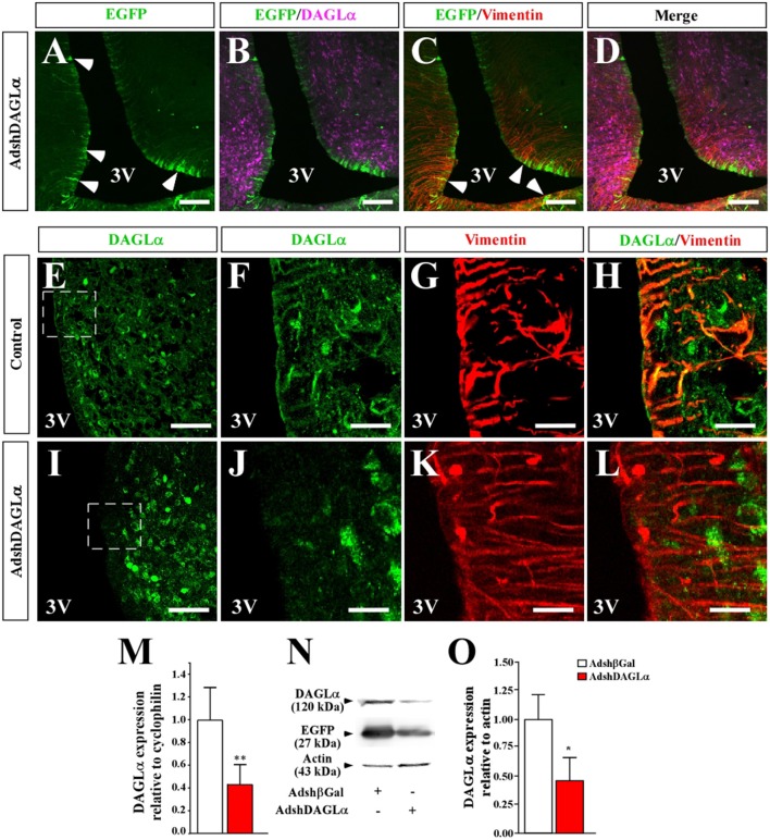 Effect of i.c.v-injected AdshDAGLα in the 3V on the expression of hypothalamic DAGLα. (A–D) Frontal sections of the hypothalamus (40 μm) in which the EGFP fluorescence (A–D, green), immunoreactivity for DAGLα (B,D, purple) and vimentin (C,D, red) are shown in cells transduced with AdshDAGLα. (E–H) High magnification images showing immunoreactivity for DAGLα (E,F,H, green) and vimentin (G,H, red) in control animals. (I–L) High magnification images showing immunoreactivity for DAGLa (I,J,L, green) and vimentin (K,L, red) in AdshDAGL-transduced rats. Inset in (I) compared with inset in (E) show the decrease in reactivity for DAGLα in the ventricular region and not in the parenchymal region. (M) mRNA quantification for DAGLα by qRT-PCR (n = 6). (N) Representative Western blot for all conditions evaluated in (B) (n = 4). (O) Western blot quantification. Bars represent average ± S.D. Bar size (A–D) 200 μM, (E–L) 50μm. *p < 0.05, **p < 0.01.