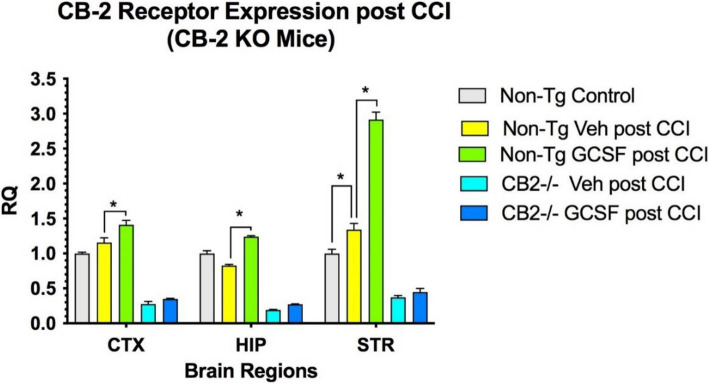 CB2R expression was increased only in normal controls. 2-way ANOVA indicates that treatment contributed 31% of total variance (p < 0.01) and brain region contributed 48% of total variance (p < 0.001). (n = 4 mice per cohort) Tukey’s multiple comparison tests show G-CSF treatment increased CB2 receptor expression significantly in the three brain regions in non-Tg control mice (p < 0.05) but not in In the CB2 knockout mice