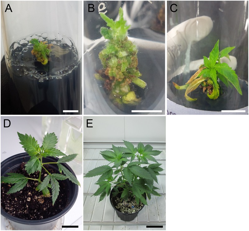 Regeneration of tetraploid shoots for C. sativa strain 2 following oryzalin treatment of axillary bud explants. (A) Deformed meristem structure at 5 weeks after oryzalin treatment. Scale bar, 5 mm. (B) Shoot initiation at 9 weeks. Scale bar, 5 mm. (C) Recovered shoot at 14 weeks. Scale bar, 15 mm. (D) Plantlet acclimatizing to soil at 19 weeks after treatment. Scale bar, 2 cm. (E) Mature tetraploid plant at 24 weeks. Scale bar, 8 cm.