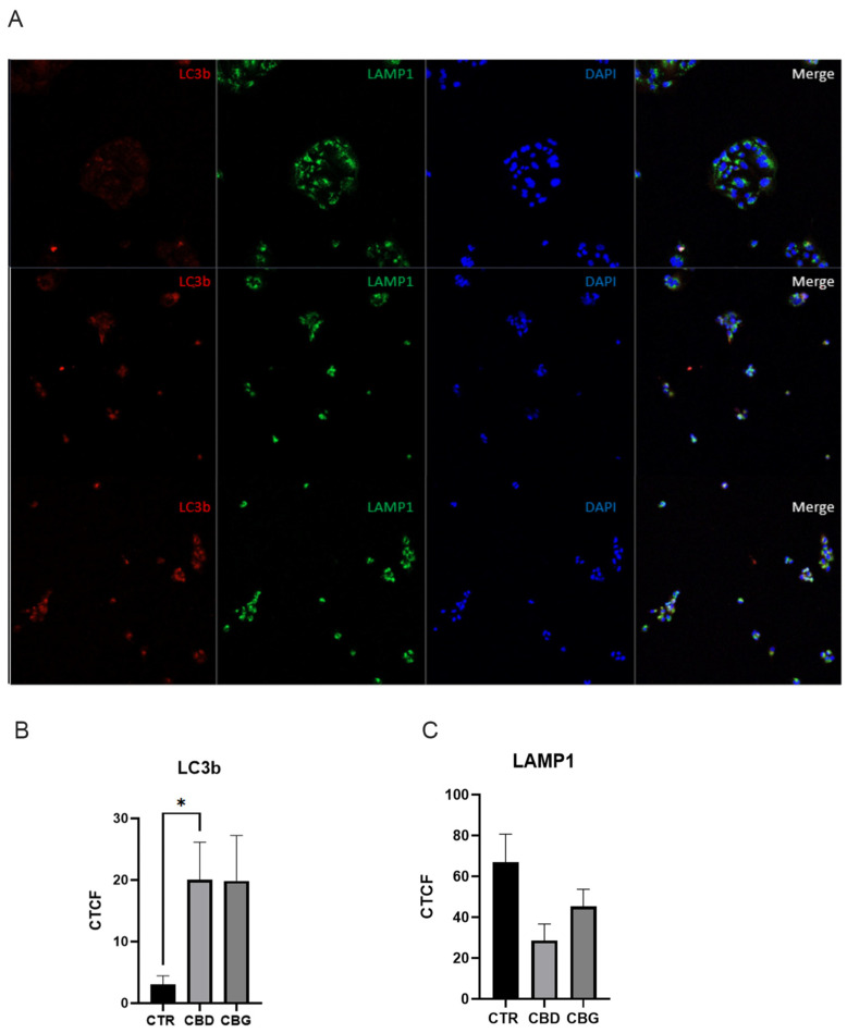 CBD and CBG treatment promoted autophagy in HuCC-T1 cells; (A). Alexfluor568 staining of LC3b (red) Alexfluor488 staining of LAMP1 (green), and DAPI staining (blue) of the nucleus for 0.1% DMSO (top), 100 μM CBD (middle) and 100 μM CBG (bottom) at 6 h post treatment; (B). graph showing quantification of LC3b fluorescence in all three groups with a significant increase in LC3b fluorescence with CBD treatment and an increase with CBG treatment (p = 0.108); (C). graph showing quantification of LAMP1 fluorescence in all three groups with no significant changes between groups. CTCF: corrected total cell fluorescence. * p < 0.05.