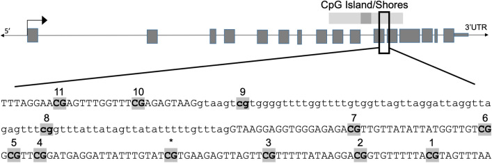 Gene structure and region of interest of rat Por, with exons represented by gray boxes, and introns represented by open line. The positions of the CpG island, in dark gray, and the CpG shores, in light gray, are shown above the gene. The sequence of the region of interest is shown, with exons represented by capital letters and the intron by lower case letters. The CpG sites of interest (as discovered by RRBS) are highlighted and in bold. The numbers above each site represent the CpG site number designation given in our targeted sequencing. The star represents one site which was included in the RRBS data but not included in any of the three pyrosequencing assays used to measure methylation at this region. Por assay 1 encompassed sites 11, 10, and 9. Por assay 2 covered sites 7, 6, 5, and 4. Por assay 3 included a new site not identified in RRBS (*) as well as sites 3, 2, and 1. Site 8 was not included in the targeted sequencing assays.