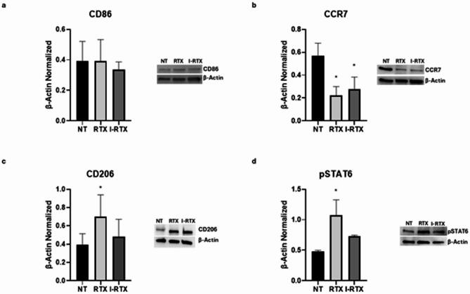 Effects of TRPV1 stimulation on macrophages derived from SCD pediatric/young patients. CD86 (a), CCR7 (b), CD206 (c), and pSTAT6 (d) protein expression levels sickle cell disease macrophages after 24 h treatment with RTX and I-RTX evaluated by Western blotting, starting from 15 µg of total lysates. The most representative images are displayed. The protein bands were detected through Image Lab Ink 6.1 software “BIORAD”, and the intensity ratios of immunoblots compared to non-treated (NT) macrophages, taken as 1, were quantified after normalizing with the respective controls. The relative quantification for these proteins, normalized for the housekeeping protein β-actin, is represented in the histograms as the mean ± SD. For statistical analysis, a Shapiro-Wilk Normality test was used to asses whether the distribution of our samples were normal or not. All samples showed normal distribution, and we performed one way ANOVA test followed by Tukey HSD as post hoc. *, p ≤ 0.05 compared to NT. Original blots/gels are presented in Supplementary Uncropped WB Figures.