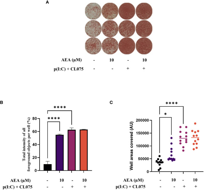 Anandamide slightly increases Th1 polarization induced by moLCs as determined by IFNγ ELISpot. Monocytes were cultured in the presence of GM-CSF, TNFα, TGFβ and IL-4 (for 48 hrs) for 5 days to generate moLCs in the presence of 10 µM AEA, vehicle (0.1 v/v% absolute ethanol). Maturation was induced by on day 4 p(I:C) (20 µg/ml) and CL075 (0.5 µg/ml), applied both for 24 hours. Representative ELISpot image showing the quantity of IFNγ producing T cells in three parallel technical repeats in brown (A). The total intensity of all foreground objects per well (B) in panel (A). The mean values and the converted well area of spot numbers were counted based on 4 independent donors (C). Bar plots represent mean ± SD of representative results from N≥3 independent experiments, * p < 0.05, **** p<0.0001 compared to the marked groups as determined by repeated measures one-way ANOVA. ND, not determined. AEA, N-arachidonoylethanolamine, anandamide; CL075: TLR7/8 agonist, p(I:C), Polyinosinic:polycytidylic acid, TLR3 agonist.