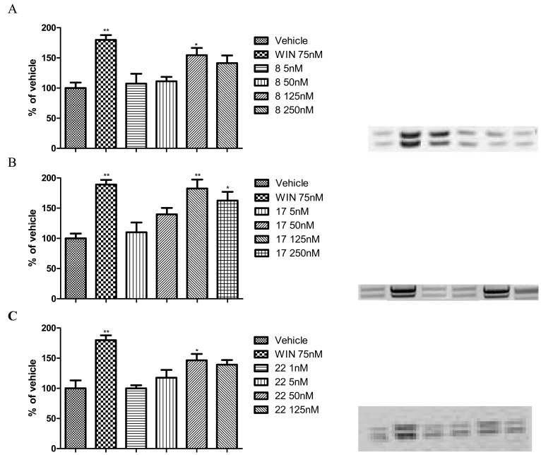 Panels A-C show dose response study of P-ERK 1/2 expression following a 15 min exposure to cannabinoid receptor agonist WIN55, 212-2 (75 nM; WIN) or to compounds 8 (Panel A), 17 (Panel B), and 22 (Panel C) at different concentrations. On the right side are shown representative western blots of P-ERK expression. Data are expressed as mean percentage of vehicle ± SEM and are the results of five separate experiments. *p < 0.05 vs vehicle; **p < 0.05 vs vehicle.
