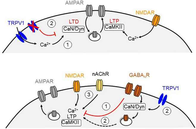 Potential mechanisms for TRPV1-dependent metaplasticity at central synapses. Top, Calcium influx through TRPV1 channels triggers a form of postsynaptic LTD that require endocytosis of AMPARs, which may counterbalance the level of N-methyl-D-aspartate receptor (NMDAR) dependent LTP (1). In contrast, blockade or genetic deletion of TRPV1 channels recovers NMDAR-mediated LTP that may be due to the absence of TRPV1-LTD (2). Bottom, NMDAR-dependent LTP can be reduced by activation of GABAARs (1). Activation of TRPV1 channels could triggers a calcineurin (CaN) and dynamin (Dyn)-dependent endocytosis of GABAARs that remove the inhibitory suppression of the LTP (2). Exogenous activation of nicotinic acetylcholine receptors (nAChR) may oppose the influence of GABAergic inhibition and rescue LTP in the absence of TRPV1 likely by increasing calcium levels (3).