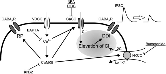 Schematic diagram of postsynaptic depolarization-induced plasticity of inhibitory transmission in PCs. PC depolarization elicits Ca2+-influx via VDCCs. The elevation of [Ca2+]i activates both CaCCs and CaMKII. The activated CaMKII induces RP and regulates the activities of CaCCs and NKCCs. Activated CaCCs and NKCCs lead to alteration in [Cl−]i. The resulting [Cl−]i elevation induces DDI. Underlines represent chemicals used in this study to block or chelate specific molecules in this pathway.