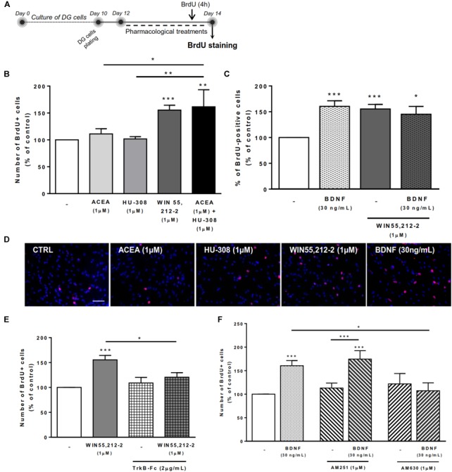 BDNF-CB2R interaction modulates DG cell proliferation. CB1R activation together with CB2R activation promoted DG cell proliferation, an effect dependent on the presence of BDNF. CB2R, but not CB1R, blockage abrogated BDNF-mediated increase in DG cell proliferation. (A) Schematic representation of the experimental protocol. Day 0 represents the day of cultures; at Day 10 DG neurospheres were plated for 48 h and at Day 12 cells were exposed to pharmacological treatments for further 48 h (Day 14). (B,C,E,F) Bar graphs depict the percentage of BrdU-positive cells. Values were normalized to the control mean for each experiment and are represented as mean ± SEM. Control was set to 100%. n = 6–17. ∗p < 0.05 and ∗∗∗p < 0.001 using Dunnett’s multiple comparison test. (D) Representative fluorescent digital images of cells immunopositive for BrdU (in red) and Hoechst 33342 staining (blue nuclei). Scale bar = 50 μm.
