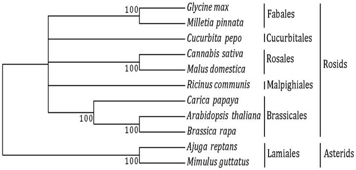 Maximum likelihood tree. We used 17-shared genes from nine species from the subclass Rosids: Order Brassicales – Arabidopsis thaliana (NC_001284), Brassica rapa (NC_016125), and Carica papaya (NC_012116); Order Cucurbitales – Cucurbita pepo (NC_014050); Order Fabales – Glycine max (NC_020455), and Millettia pinnata (NC_016742); Order Malpighiales – Ricinus communis (NC_015141); and Order Rosales -–Malus domestica (NC_018554), and Cannabis sativa (KR_059940). We used two species from the subclass Asterids and order Lamiales as outgroups: Ajuga reptans (NC_023103), and Mimulus guttatus (NC_018041).