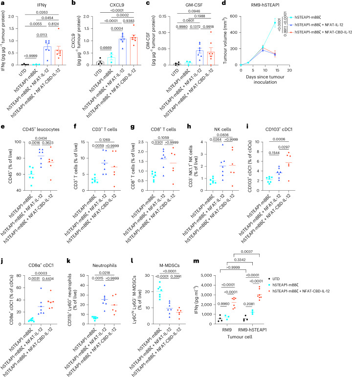 CBD-IL-12-armoured CAR-T cells exert an anti-tumour effect by fuelling innate and adaptive immunity.Male C57BL6/J mice received subcutaneous injection of RM9-hSTEAP1 (5 × 105) on day 0. CAR-T cells were intravenously administered on day 4. a–c, Intratumoural concentrations of IFNγ (a), CXCL9 (b) and GM-CSF (c) on day 12 (each dot represents a mouse, mean ± s.e.m.). d–l, Tumours were collected on day 14 followed by flow cytometric analysis. d, Tumour volumes (mean ± s.e.m.). hSTEAP1-mBBζ, hSTEAP1-mBBζ + NFAT-IL-12, n = 7; hSTEAP1-mBBζ + NFAT-CBD-IL-12, n = 6. e, Percentage of CD45+ cells, f, CD3+ T cells, g, CD8+ T cells and h, CD3− NK1.1+ NK cells within live cells (mean). Percentage of i, CD103+ and j, CD8α+ cDC1 among cDCs. Percentage of k, CD11b+ Ly6G+ neutrophils and l, Ly6Chi Ly6G− M-MDSCs within live cells (each dot represents a mouse, and the centre lines show mean values). m, Splenic T cells were isolated and co-cultured with hSTEAP1-positive and negative RM9 prostate cancer cells. IFNγ was quantified (each dot represents a mouse, and centre lines show mean values). Statistical analyses were performed using one-way ANOVA with Tukey’s test (a–e,i,j,l), Kruskal–Wallis test followed by Dunn’s multiple comparisons (non-parametric data) (f–h,k) or two-way ANOVA followed by Šídák’s multiple comparisons (m). P values are shown in figures.Source data
