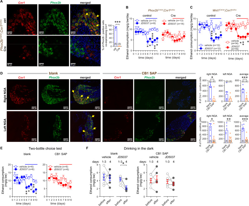 Deletion of CB1R from NGA neurons but not DRG neurons is sufficient to abolish JD5037-induced inhibition of VEI.A Cnr1 and Phox2b expression as visualized by fluorescent RNAscope imaging of NGA tissue sections from control (ctrl) (Phox2bwt;Cnr1lox/lox) and Cre-positive (Cre) (Phox2bCre;Cnr1lox/lox) littermate mice. Co-localization was assessed by overlaying 2 channels. Arrows show examples of co-localization of mRNA for CB1R (red) and Phox2b (green). DAPI (blue) visualizes nuclear DNA. B The effect of CB1R blockade with JD5037 3 mg/kg p.o. on VEI in control (Phox2bwt; Cnr1lox/lox) and tissue-specific Cnr1-deficient (Cre) (Phx2bCre; Cnr1lox/lox) littermate mice. C The effect of CB1R blockade on VEI in control (Wnt1wt; Cnr1lox/lox) and tissue-specific Cnr1-deficient (Cre) (Wnt1Cre;Cnr1lox/lox) littermate mice. D Cnr1 and Phox2b expression in blank saporin (Blank) and CB1-saporin (CB1 SAP)-injected mouse NGA tissue sections as visualized by fluorescent RNAscope imaging. Co-localization was assessed by overlaying 2 channels. Arrows show examples of co-localization of mRNA for CB1R (red) and Phox2b (green). DAPI (blue) visualizes nuclear DNA. For additional images, see Figure S2. E The effect of JD5037 3 mg/kg p.o. on VEI in mice undergoing the two-bottle paradigm, whose NGA were bilaterally injected with blank saporin (blank) and CB1-saporin (CB1 SAP). F The effect of JD5037 3 mg/kg p.o. on VEI in mice tested in the drinking in the dark paradigm, whose NGA were bilaterally injected with blank saporin (blank) and CB1-saporin (CB1 SAP). Points and bars represent means ± SEM from the indicated number of experiments (A-E). Drinking behavior in individual animals is expressed as points before (average of days 1–3) and after treatment on day 4 (F). *P < 0.05, **P < 0.01, ***P < 0.001 by the Welch’s t-test (A), Student’s t-test for unpaired (D) and paired samples (F), one-way ANOVA (bar graphs in E), or by two-way ANOVA (B, C, E). Raw data points and the associated estimates of variation are accessible in the source data file.