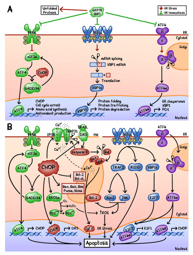 Endoplasmic reticulum (ER) homeostasis, stress, and the unfolded protein response (UPR). (A) ER homeostasis is mediated by 78-kDa glucose-regulated protein (GRP78). Under stress conditions, GRP78 dissociates from pancreatic endoplasmic reticulum kinase (PERK), inositol-requiring enzymes 1α (IRE1α), as well as the activating transcription factor 6 (ATF6), leading to activation of their downstream signaling cascades in order to restore ER homeostasis. (B) When ER homeostasis fails to be restored, excessive UPR could lead to apoptosis, primarily via upregulation of C/EBP homologous protein (CHOP). PM: cytoplasmic membrane; eIF2α: eukaryotic initiation factor 2α; ATF4: activating transcription factor 4; GADD34: DNA damage inducible protein 34; XPB1: X-box-binding protein (XBP1s: spliced form); ERO1α: endoplasmic reticulum oxidoreductase 1α; PDI: protein disulfide isomerase; DR5: death receptor 5; TRAIL: TNF related apoptosis-inducing ligand; IP3R: inositol 1,4,5-triphosphate receptor; BAP31: B cell receptor-associated protein 31; Bid: BH3 Interacting Domain Death Agonist; TRAF2: tumor necrosis factor receptor-associated factor 2; RIDD: regulated IRE1-dependent decay; ASK1: apoptosis signal-regulating kinase 1; JNK: JUN N-terminal kinase; E2F7: E2F transcription factor 7; E2F1: E2F transcription factor 1.