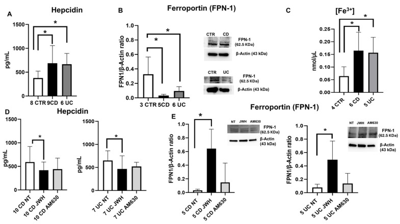 Iron metabolism evaluation in CD and UC macrophages before and after CB2 modulation. Hepcidin concentrations (pg/mL) (A) in macrophages from Crohn’s disease (CD) and ulcerative colitis (UC) patients compared with macrophages from healthy donors (CTR), and (D) in macrophages from CD and UC patients after 48 h JWH-133 [100 nM] and AM630 [10 µM] treatment, determined by ELISA assay. The cytokine concentration was analyzed on a standard concentration curve according to the manufacturer’s instructions. Histogram shows hepcidin concentration as the mean ± SD of independent experiments on each individual sample. Ferroportin (FPN-1) protein expression, determined by Western blot, loading 15 μg of total lysate, (B) in macrophages from CD and UC patients compared with macrophages from CTR, and (E) in macrophages from CD and UC patients after JWH-133 [100 nM] and AM630 [10 µM] treatment for 48 h. The most representative images are displayed. The protein bands were detected through Image Lab Ink software “BIORAD”. Band intensity ratios of immunoblots, relative to CTR or non-treated (NT) samples, were quantified after normalization to respective controls. Histograms display the relative quantification of FPN-1 expression levels, normalized to the housekeeping protein β-Actin, and presented as mean ± SD from independent experiments on individual samples. Fe3+ intracellular concentrations (nmol/µL) (C) in macrophages from CD and UC patients compared to CTR were determined by Iron Assay. Histograms show Fe3+ concentrations expressed as mean ± from independent experiments on individual samples. The most representative images are displayed. The protein bands were detected through Image Lab Ink software “BIORAD”. Statistical analysis was performed using a t-test. * Indicates p ≤ 0.05 versus CTR or NT.