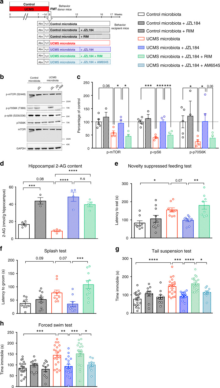 Restoration of the eCB pathway normalizes behavior in recipient mice.a Experimental timeline of JZL184, rimonabant (RIM), and AM6545 treatment in recipient mice. Mice were injected intraperitoneally every 2 days, with vehicle alone, JZL184 (8 mg/kg), rimonabant (2 mg/kg), AM6545 (2 mg/kg), JZL184 + rimonabant, or JZL184 + AM6545. The treatment started 4 weeks after FMT and lasted for 5 weeks, until sacrifice. b Representative western blots for p-mTOR (S2448), p-rpS6 (S235/236), p-p70S6K (T389), mTOR, p70, and GAPDH in hippocampal protein extracts from recipient mice upon treatment with JZL184 or rimonabant. c Quantification of the phosphorylation of mTOR, rpS6, and p70S6K in hippocampal protein extracts from Control microbiota-recipient mice (n = 5), Control microbiota-recipient mice treated with JZL184 (n = 3), UCMS microbiota-recipient mice (n = 4), UCMS microbiota-recipient mice treated with JZL184 (n = 5, except for p-mTOR with n = 4), and UCMS microbiota-recipient mice treated with JZL184 and rimonabant (n = 5, except for p-mTOR with n = 4). Control microbiota and UCMS microbiota groups are the same as in Fig. 2i. (p-mTOR: Control vs UCMS-recipient mice, P = 0.0317; UCMS-recipient mice vs UCMS-recipient mice + JZL184, P = 0.0571; UCMS-recipient mice + JZL184 vs UCMS-recipient mice + JZL184 + RIM, P = 0.0286; p-rpS6: Control vs UCMS-recipient mice, P = 0.0159; UCMS-recipient mice vs UCMS-recipient mice + JZL184, P = 0.0159; UCMS-recipient mice + JZL184 vs UCMS-recipient mice + JZL184 + RIM, P = 0.0079; p-p70S6K: Control vs UCMS-recipient mice, P = 0.0317; UCMS-recipient mice vs UCMS-recipient mice + JZL184, P = 0.0317; UCMS-recipient mice + JZL184 vs UCMS-recipient mice + JZL184 + RIM, P = 0.0556). d Concentration of 2-AG in the hippocampus of Control microbiota-recipient mice (n = 5), Control microbiota-recipient mice treated with JZL184 (n = 3), UCMS microbiota-recipient mice (n = 4), UCMS microbiota-recipient mice treated with JZL184 (n = 4), and UCMS microbiota-recipient mice treated with JZL184 and rimonabant (n = 4), as determined by targeted LC-MS. Control microbiota and UCMS microbiota groups are the same as in Fig. 2d. (Control microbiota-recipient vs Control microbiota-recipient mice + JZL184, P = 0.0002; Control microbiota-recipient vs UCMS microbiota-recipient mice, P = 0.0872; UCMS microbiota-recipient vs UCMS microbiota-recipient mice + JZL184, P < 0.0001; UCMS microbiota-recipient vs UCMS microbiota-recipient mice + JZL184 + RIM, P < 0.0001; UCMS microbiota-recipient + JZL184 vs UCMS microbiota-recipient mice + JZL184 + RIM, P = 0.3037). e Latency to eat in a novel environment in the novelty suppressed feeding test for Control microbiota-recipient mice (n = 8), Control microbiota-recipient mice treated with JZL184 (n = 10), UCMS microbiota-recipient mice (n = 9), UCMS microbiota-recipient mice treated with JZL184 (n = 9), and UCMS microbiota-recipient mice treated with JZL184 and rimonabant (n = 8). (Control microbiota- vs UCMS microbiota-recipient mice, P = 0.0179; UCMS microbiota-recipient mice vs UCMS microbiota-recipient mice + JZL184, P = 0.0796; UCMS microbiota-recipient mice + JZL184 vs UCMS microbiota-recipient mice + JZL184 + RIM, P = 0.0054). f Latency to groom in the splash test for Control microbiota-recipient mice (n = 9), Control microbiota-recipient mice treated with JZL184 (n = 10), UCMS microbiota-recipient mice (n = 10), UCMS microbiota-recipient mice treated with JZL184 (n = 9), and UCMS microbiota-recipient mice treated with JZL184 and rimonabant (n = 10). (Control microbiota- vs UCMS microbiota-recipient mice, P = 0.0946; UCMS microbiota-recipient mice vs UCMS microbiota-recipient mice + JZL184, P = 0.0721; UCMS microbiota-recipient mice + JZL184 vs UCMS microbiota-recipient mice + JZL184 + RIM, P = 0.0003). g Time spent immobile in the tail suspension test for Control microbiota-recipient mice (n = 18), Control microbiota-recipient mice treated with JZL184 (n = 10), Control microbiota-recipient mice treated with rimonabant (n = 10), UCMS microbiota-recipient mice (n = 20), UCMS microbiota-recipient mice treated with JZL184 (n = 19), UCMS microbiota-recipient mice treated with JZL184 and rimonabant (n = 20), and UCMS microbiota-recipient mice treated with JZL184 and AM6545 (n = 9). (Control microbiota- vs UCMS microbiota-recipient mice, P < 0.0001; UCMS microbiota-recipient mice vs UCMS microbiota-recipient mice + JZL184, P = 0.0002; UCMS microbiota-recipient mice + JZL184 vs UCMS microbiota-recipient mice + JZL184 + RIM, P < 0.0001; UCMS microbiota-recipient mice + JZL184 + RIM vs UCMS microbiota-recipient mice + JZL184 + AM6545, P = 0.0266). h Time spent immobile in the forced swim test for Control microbiota-recipient mice (n = 18), Control microbiota-recipient mice treated with JZL184 (n = 10), Control microbiota-recipient mice treated with rimonabant (n = 10), UCMS microbiota-recipient mice (n = 20), UCMS microbiota-recipient mice treated with JZL184 (n = 19), UCMS microbiota-recipient mice treated with JZL184 and rimonabant (n = 20), and UCMS microbiota-recipient mice treated with JZL184 and AM6545 (n = 10). (Control microbiota- vs UCMS microbiota-recipient mice, P = 0.0003; UCMS microbiota-recipient mice vs UCMS microbiota-recipient mice + JZL184, P = 0.0028; UCMS microbiota-recipient mice + JZL184 vs UCMS microbiota-recipient mice + JZL184 + RIM, P = 0.0004; UCMS microbiota-recipient mice + JZL184 + RIM vs UCMS microbiota-recipient mice + JZL184 + AM6545, P = 0.0276). Data are represented as mean ± s.e.m. For c–h, statistical significance was calculated using one-way ANOVA with Tukey’s multiple comparisons test (*P < 0.05, **P < 0.01, ***P < 0.001, ****P < 0.0001). Source data are provided as a Source data file.