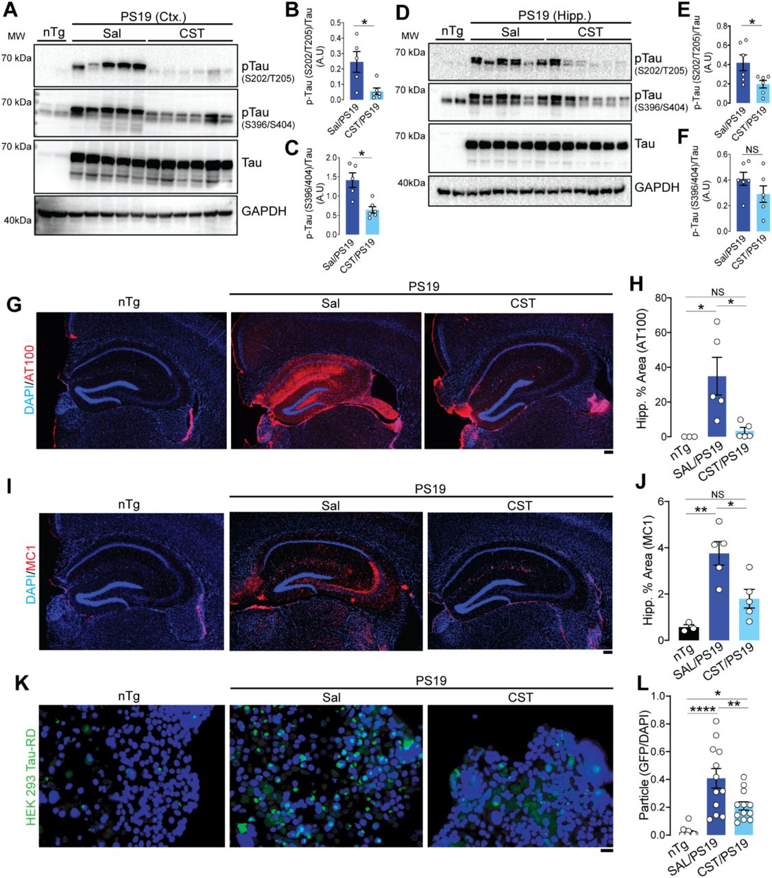 CST reduces Tau phosphorylation, misfolding, and seeding competence in PS19 mice. (A–C)Immunoblot analysis of cortical lysates shows elevated phospho-Tau species (S202/T205, S396/404) in saline-treated PS19 mice, both of which are significantly reduced following CST treatment (nTg: n=2, Sal/PS19: n=5, CST/PS19: n=6). (D–F) CST exerts similar biochemical effects in the hippocampus, where CST administration markedly decreases pathological Tau phosphorylation at S202/T205 and S396/S404 in PS19 mice (nTg: n=2, Sal/PS19: n=6, CST/PS19: n=6). (G&H) Hippocampal immunostaining with AT100 (recognizing pTau T212/S214) reveals substantial accumulation of pathological Tau in saline-treated PS19 mice; CST treatment significantly reduces the AT100-positive area, indicating reduced late-stage Tau pathology (nTg: n=3, Sal/PS19: n=5, CST/PS19: n=5). Scale bar = 200µm. (I&J) CST attenuates misfolded Tau burden. MC1 immunostaining demonstrates robust conformational Tau pathology in saline-treated PS19 mice, whereas CST markedly diminishes MC1-positive aggregates throughout the hippocampus (nTg: n=3, Sal/PS19: n=5, CST/PS19: n=5). Scale bar = 200µm. (K&L) CST suppresses Tau seeding competency. In HEK293 Tau-RD FRET biosensor assay, cortical lysates from saline-treated PS19 mice induce strong Tau aggregation. In contrast, lysates from CST-treated PS19 brains elicit significantly fewer GFP-positive aggregates, indicating reduced seeding activity (nTg: n=4, Sal/PS19: n=4, CST/PS19: n=4). Scale bar = 50µm. A.U.: Arbitrary Unit. Data represent mean ± SEM; significance indicated as *p < 0.05, **p < 0.01, ***p < 0.001, ****p < 0.0001; NS, not significant.