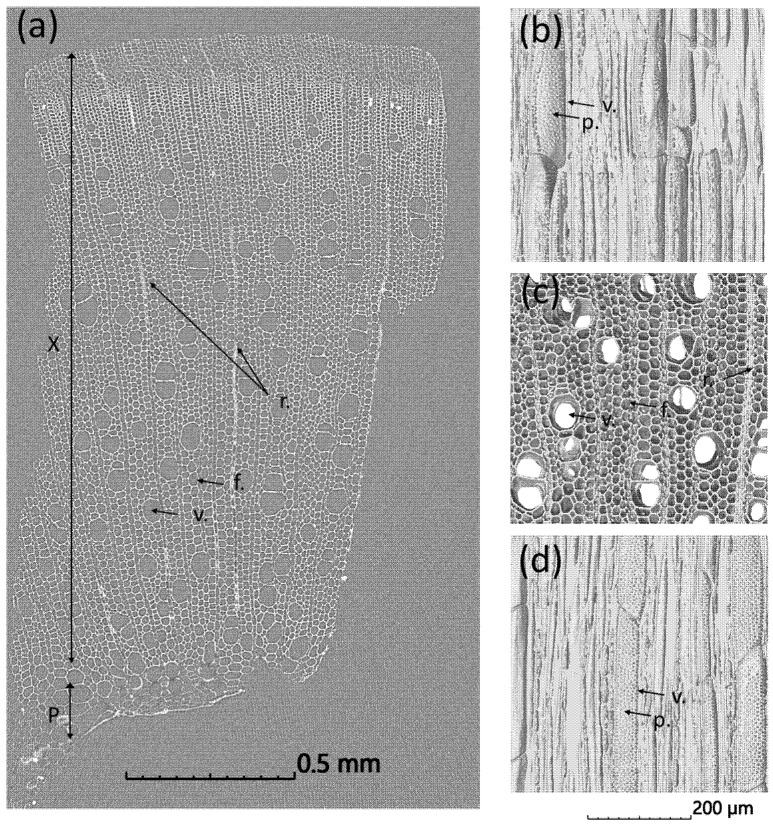 X-ray nanotomography image of the transverse cross-section of a hemp SHI-W sample showing the different tissues and cell types (a) and X-ray computed nanotomography images of a sample in L-R (b), R-T (c) and L-T (d) planes (X: xylem, P: pith, v.: vessel, f.: fiber, r.: ray and p.: pit).