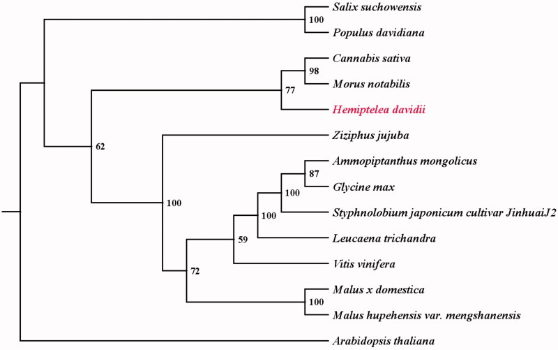 The phylogenetic tree of 14 plant mitochondrial genomes based on 10 common protein-coding genes using Arabidopsis thaliana as an out-group. Accession number: Ammopiptanthus mongolicus (MF683210), Arabidopsis thaliana (Y08501), Cannabis sativa (KU310670), Glycine max (JX463295), Hemiptelea davidii (MN061667), Leucaena trichandra (MH717173), Malus hupehensis var. mengshanensis (KR534606), Malus x domestica (NC_018554), Morus notabilis (MK301435), Populus davidiana (KY216145), Salix suchowensis (KU056812), Styphnolobium japonicum cultivar JinhuaiJ2 (MG757109), Vitis vinifera (FM179380), and Ziziphus jujuba (KU187967). The number on each node indicates the bootstrap value.