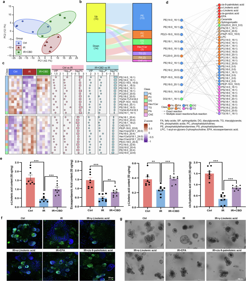 FAs dysregulation induced by IR damage was rescued by CBD.a Principal component analysis (PCA) results of the lipidomics in the Ctrl, IR and IR + CBD groups. b The class of DALs is shown in an alluvial plot. c The heat map displays the abundance change of 28 DALs and the left block represents the class of DALs, with scatter plots and bar charts on the right. d The biochemical reactions of DALs obtained from the LMSD. e The levels of FAs including γ-linolenic acid, α-linolenic acid, cis-9-palmitoleic acid and EPA detected by GC–MS. f, g The effects of exogenous FAs on Lgr5+ ISCs proliferation (f) and organoid buddings/surface (g) post IR. The results are expressed as the mean ± s.d. **P < 0.01 and ***P < 0.001.