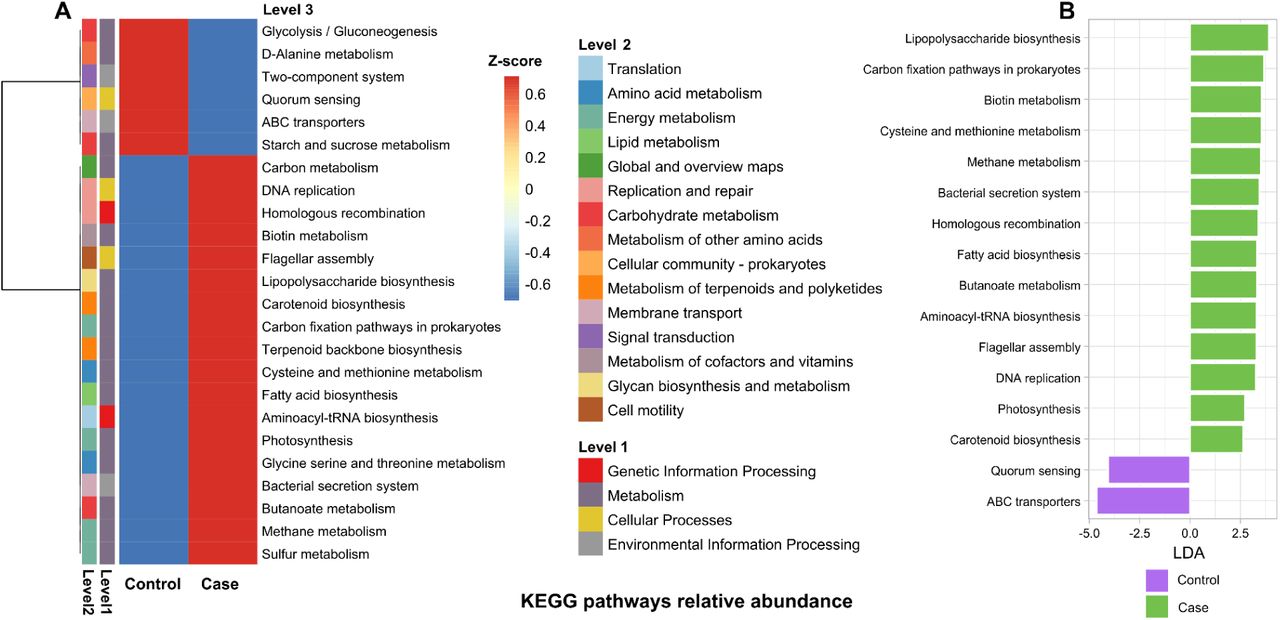 Metabolic activity of the bacterial community present in each group as inferred by Tax4fun2 software and KEGG database.(A) shows a heatmap with z-scores of the relative abundance of the metabolic pathways in level 1, 2, or 3 as defined in KEGG. (B) differentially abundant pathways between groups. Pathways enriched in the case group are indicated with a positive LDA score (mint green), and pathways enriched in the control group are indicated with a negative score. Only pathways with a significant LDA threshold of 2 and p-values < 0.05 are shown.