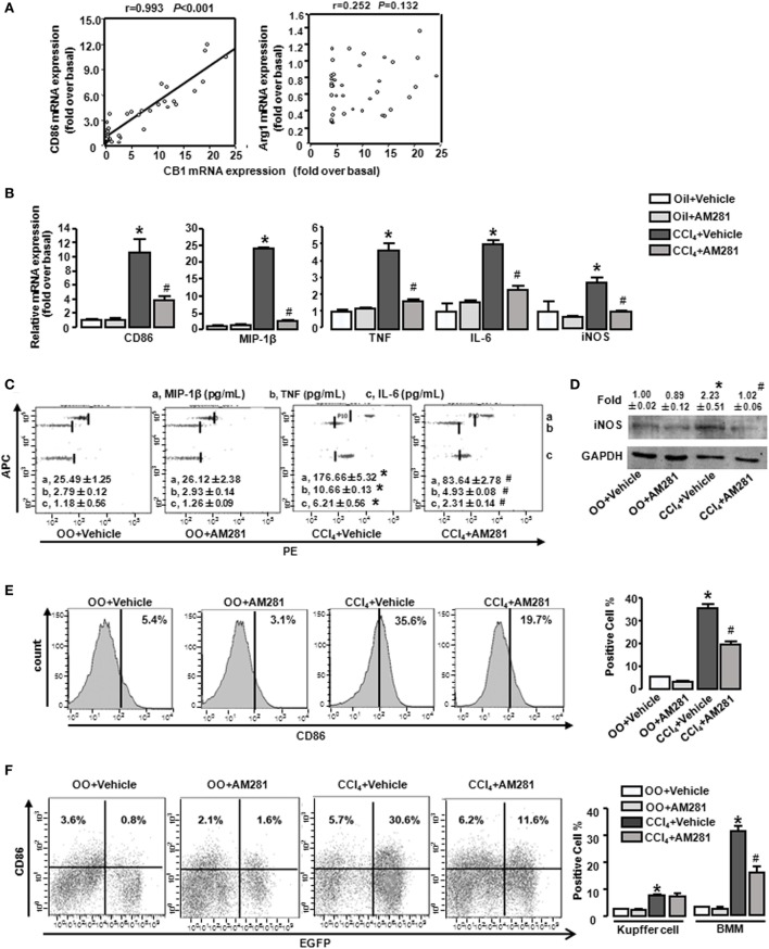 CB1 positively correlated with M1-type markers (CD86) and blockade of CB1 especially reduced the proportion of M1-type bone marrow-derived monocytes/macrophages (BMMs) in injured liver. The correlation between mRNA levels of CB1 and CD86 and arginase1 (A). M1 markers were measured by RT-qPCR, western blot, and CBA. After CCl4 administration for 4 weeks, the mRNA levels of M1 type markers were measured (B). Representative scatter plots of CBA are shown (C). Three bead populations represented MIP-1β, TNF, and IL-6 based on allophycocyanin fluorescence intensity from high to low. The number presented the concentration of these proteins. The expression of inducible nitric oxide synthase was measured by western blot (D). Among macrophages of mouse liver that were isolated, total M1-type macrophages (CD86+) (E), M1-type cell of BM origin (EGFP+CD86+) [(F) left] and M1 type of Kupffer cell (EGFP−CD86+) [(F) left] were analyzed by fluorescence-activated cell sorting (FACS). Quantification of FACS for cell proportion [(E) right and (F) right]. *P < 0.05 compared with olive oil plus vehicle group, #P < 0.05 compared with CCl4 plus vehicle group (n = 6/group).