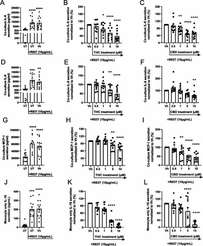 THC and CBD suppress CD16+ monocyte-initiated IL-6, IL-8, and MCP-1 secretion from astrocytes in TLR7-activated human cocultures. (A-I) Primary human CD16+ monocytes were cocultured with primary human astrocytes in a 1:20 ratio. (J-L) Monocytes were monocultured in parallel at the same density as conducted in coculture conditions. (A, D, G, J) Cocultures and monoculture were either untreated (UT), activated with R837 (10 µg/mL), or activated with R837 in combination with vehicle (0.03% ethanol; Vh). Following a 22 hour incubation, supernatant IL-6, IL-8, MCP-1, and IL-1ß were quantified by ELISAmax™. The graphs represent the unnormalized concentrations of each mediator. Asterisks denote statistically significant differences from the unstimulated control in each group (**p < 0.01, ***p < 0.001, ****p < 0.0001) as determined by repeated measures one-way ANOVA with Tukey's post hoc test. (B, C, E, F, H, I, K, L) Cocultures and monocultures were activated with R837 and treated with Vh, THC, or CBD (0.5, 1, 5, 10 µM). Cells were cultured for 22 hours, then supernatant IL-6, IL-8, MCP-1, and IL-1ß were quantified by ELISAmax™. After cytokine quantification, values were normalized to the Vh-treated control and expressed as a percentage. Asterisks denote statistically significant differences from the Vh control in each group (*p < 0.05, **p < 0.01, ****p < 0.0001) as determined by repeated measures one-way ANOVA with Dunnett's post hoc test. All graphs show the mean ± S.E.M. (A-L). (n = 12 monocyte donors, n = 2 astrocyte donors)