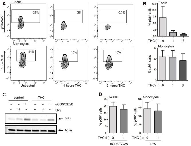 THC reduces S6 phosphorylation in T cells and monocytes. (A) Basal levels of S6 phosphorylation were determined by intracellular flow cytometry. S6 phosphorylation was reduced in monocytes and T cells upon in vitro treatment of cells with THC for 1 or 3 h. (B) Mean percentage of pS6 positive CD3+T cells (upper panel) and monocytes (lower panel) of six independent experiments. (C) Whole PBMC fractions were pretreated in vitro with THC for 1h or left untreated, and subsequently stimulated with either LPS (10 min) or αCD3/CD28 (1 h). THC pretreated samples show less S6 phosphorylation upon LPS or αCD3/CD28 stimulation (representative example of 6 experiments is shown). (D). FACS analysis of LPS (10 min) or αCD3/CD28 (1 h) stimulated PBMCs, gated on monocyte and T cell fractions, respectively. Mean of four independent experiments is shown.