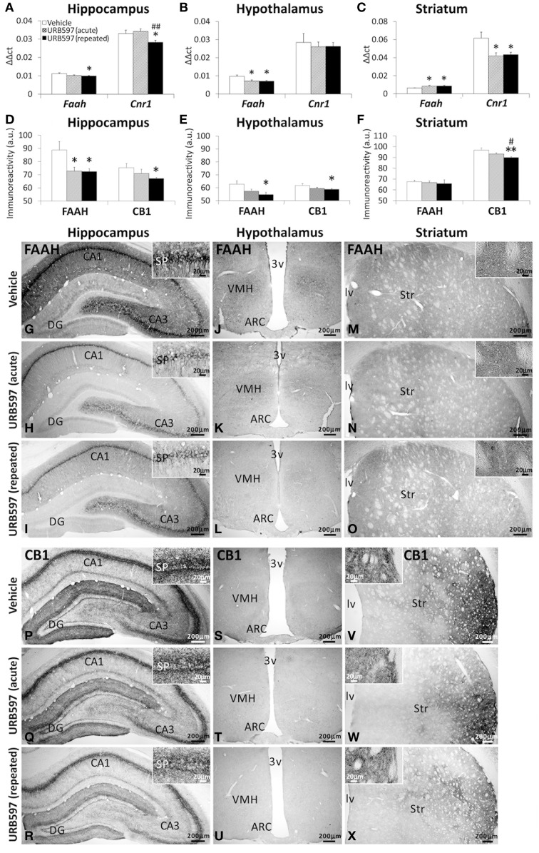 Gene (A–C) and immunohistochemical (D–F) expression of FAAH and CB1 receptor in the hippocampus, hypothalamus and striatum of acute and repeated URB597-treated rats. (G–X) Representative microphotographs showing low and high (insets) magnification views of FAAH and CB1 receptor immunoreactivity in the hippocampus, hypothalamus and striatum. The histograms represents the mean ± s.e.m. (n = 6–8) per experimental group. ANOVA and Bonferroni's test: *P < 0.05, **P < 0.01 vs. vehicle group, #P < 0.05, ##P < 0.01 vs. acute URB597 group.