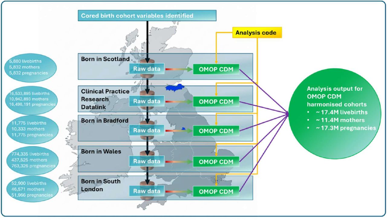 Overview process for harmonisation of UK birth cohorts into the OMOP CDM.