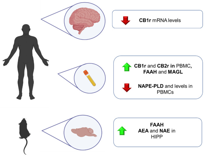 Main findings regarding the alterations of the ECS components in animal models and patients with autism spectrum disorders. AEA: anandamide; CB1r: cannabinoid receptor 1; CB2r: cannabinoid receptor 2; FAAH: fatty acid amide hydrolase; HIPP: hippocampus; NAPE-PLD: N-acyl phosphatidylethanolamine phospholipase, NAE: N- acetyl ethanolamine.