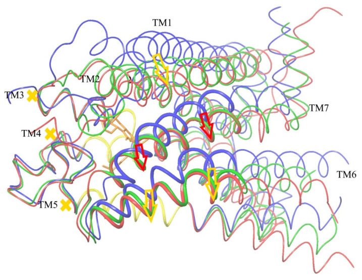 Results of SMD transformation of CB1 without agonist ligand. Inactive conformation is shown in blue, true active conformation in red (agonist ligand is shown in thin orange lines), and results after TM7 displacement to their positions in the active conformation in green. Thick wires mark residues of moved residues of TM7 and residues of TM6 chosen for activation detecting. The stiff core of receptor is colored yellow. Red arrows mark the pressing external force. Yellow arrows show resulting shifts of helices.