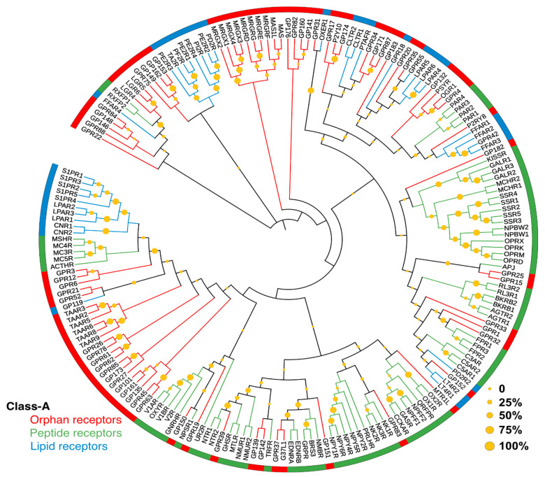 Phylogenetic tree of 193 Class-A lipid, peptide, and orphan receptors. The alignment of the sequence of the transmembrane region was downloaded from the GPCRdb [17] database and the phylogenetic tree was constructed using the maximum likelihood tree method using 1000 replicates in MEGAX software suite [20]. The circular graphical representations of phylogenetic trees were displayed in a circular tree layout using iTOL version 5 [21]. The lipid, peptide, and orphan receptors are shown in blue, green, and red colors, respectively. Bootstrap confidence values for the nodes are given by yellow spheres.