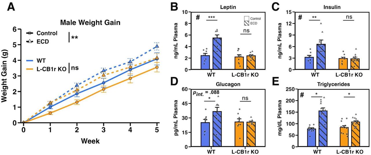 Hepatocyte-specific CB1r is necessary for hormonal disruption, but not weight gain, caused by ECDA: Weight gain of male mice recorded manually every 7 days in Control and ECD conditions. Data were analyzed using a linear mixed effects model (pGenotype x Condition x Week = 0.451) and within-group follow-up analysis of the effect of ECD performed using estimate of marginal means (pWT = 0.049; pKO = 0.017). nControl = 16-18/genotype/experimental condition/week. nECD = 26-28/genotype/experimental condition/week.B – E: Plasma levels of leptin (B; pInt < 0.001, pWT = 0.700 PKO < 0.001), insulin (C; pInt = 0.013, pWT = 0.926 PKO = 0.002), glucagon (D; pInt = 0.088, pWT = 0.970 PKO = 0.018), and triglycerides (E; pInt = 0.003, pWT = 0.030 PKO = 0.039) from male mice collected at ZT 12. Significant interaction between genotype and ECD denoted by “#”, significant post-hoc t-test indicated by “*”. n = 7-13/genotype/experimental condition.Stats: Data are reported as mean +/- the standard error of the mean. For weight gain (A), main effects and follow up comparisons were performed using a mixed effects model and estimate of marginal means, respectively (see methods). For plasma metabolite assessment (B-E), we performed a two-way ANOVA (or non-parametric ART ANOVA if assumptions were not met; see methods). Following a significant interaction term, follow-up post-hoc t-tests were performed and p-values adjusted using the Bonferroni method. *p < 0.05, **p < 0.01, ***p < 0.001.