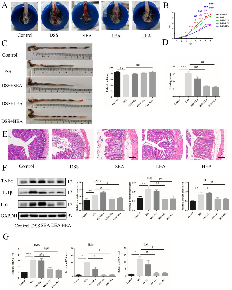 EA alleviated intestinal inflammation in DSS-induced acute colitis. A A representation of rectal bleeding in mice at Day 8. B Disease activity index scores from Day1 to Day 8. C Colon length of mice. D Histological scores. E Representative HE staining images. Scale bar = 100 μm. F Colonic protein levels of TNFα, IL1β and IL6. G Relative mRNA expression of colonic TNFα, IL1β and IL6. Data are expressed as the mean ± SEM (n = 12 mice per group in B, C, n = 6 mice per group in D, F, G *P < 0.05, **P < 0.01, ***P < 0.001 vs. the control group; #P < 0.05, ##P < 0.01, ###P < 0.001 vs. the DSS group)
