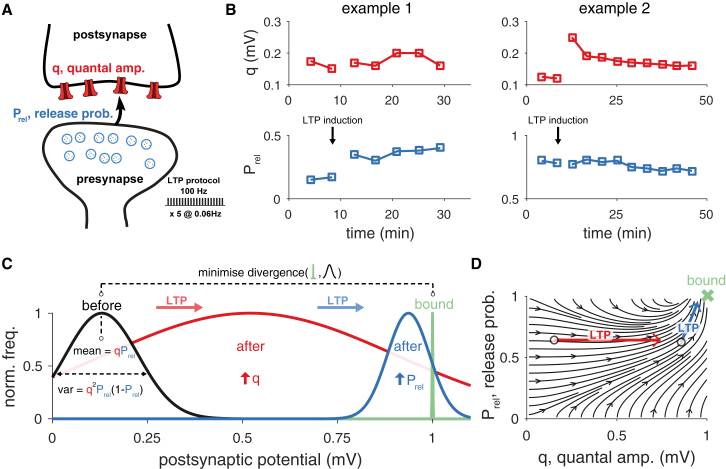 Statistical Theory of Long-Term Synaptic Plasticity(A) Schematic of a synapse with presynaptic (Prel, release probability; blue) and postsynaptic (q, quantal amplitude; red) components, both subjected to change via long-term plasticity induction. A common induction protocol of long-term potentiation (LTP) consists of high-frequency stimulation (tetanus protocol; inset bottom right).(B) A tetanus protocol in hippocampal CA1 excitatory synapses can yield pre- (left panels) or postsynaptic (right panels) modifications (Larkman et al., 1992).(C) In our theoretical framework, the postsynaptic response statistics (black) are optimized to meet a minimum-variance bound (green, here at 1 mV for illustration, see main text for how we interpret and estimate the bound). During long-term synaptic plasticity, the synapse minimizes the difference between the current distribution and its bound (i.e., the Kullback-Leibler divergence, see STAR Methods) by changing both the release probability (blue) and the quantal amplitude (red).(D) The theory predicts an optimal direction of change toward a bound (green cross) that depends on the initial Prel and q (cf.Movies S1 and S2).